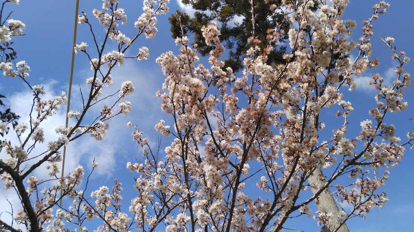 三月の梅の花。